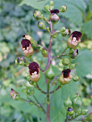 Common figwort