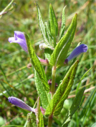 Leaves and flowers