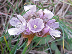 Sea thrift