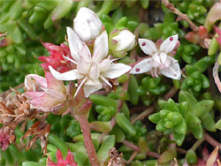 Small white flowers