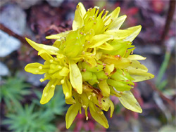 Yellow flowers