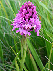 Pyramidal orchid