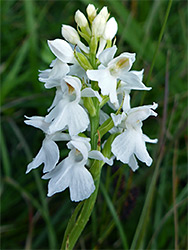 White common spotted orchid