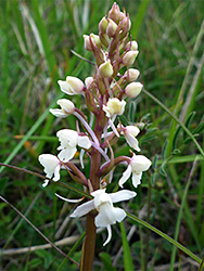 White fragrant orchid
