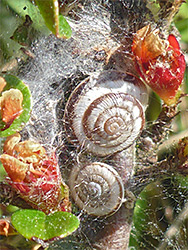 Wrinkled snails
