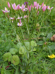 Common centaury