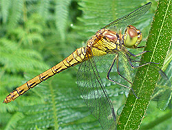 Common darter