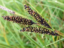 Common sedge