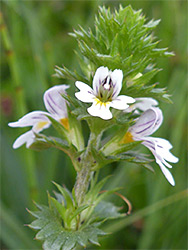 Eyebright