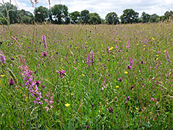 Orchid meadow