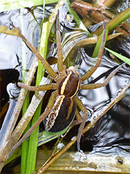 Raft spider