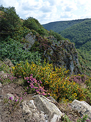 Gorse and heather