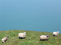 Five sheep