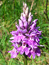 Common spotted orchid