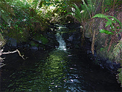 Fern-lined pool