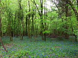 Bluebells