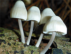 Common bonnet