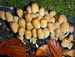 Glistening inkcap