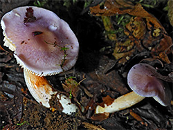 Lilac bonnet