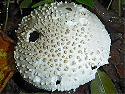 Solitary amanita