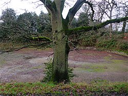 Tree at the amphitheatre