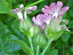 Red campion