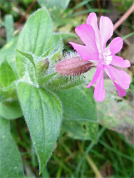 Red campion