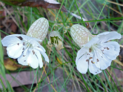 Sea campion