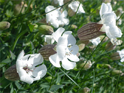 White flowers