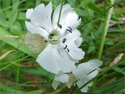 Bladder campion