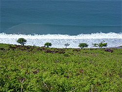 Bushes and waves