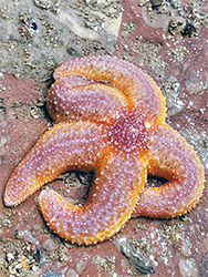 Common starfish