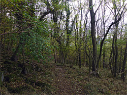 Woodland