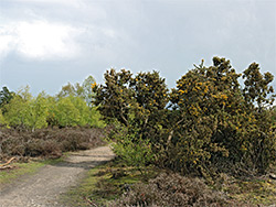 Gorse bushes