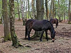 New Forest ponies