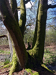Mossy trunks