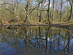 Trees by a pond