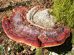 Red-banded polypore