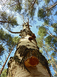 Silver birch