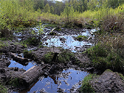 Valley mire