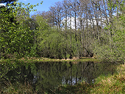 Trees by the pond