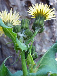 Smooth sow thistle