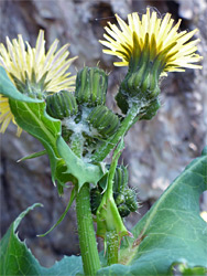 Sonchus oleraceus