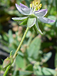 Corn spurry