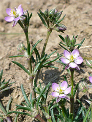 Flowers and leaves