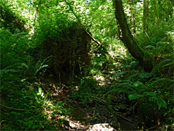 Stream and ferns