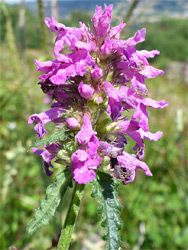 Flowers, starting to wither