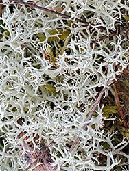 Reindeer lichen