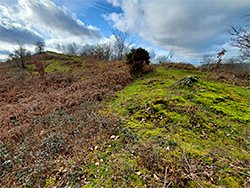 Mossy grassland