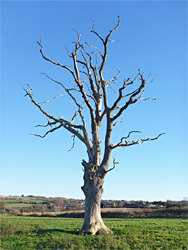 Dead tree